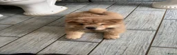 Chow Chow dogs for sale: Chow Chow Male Puppy – Blue Fawn - Advert 4
