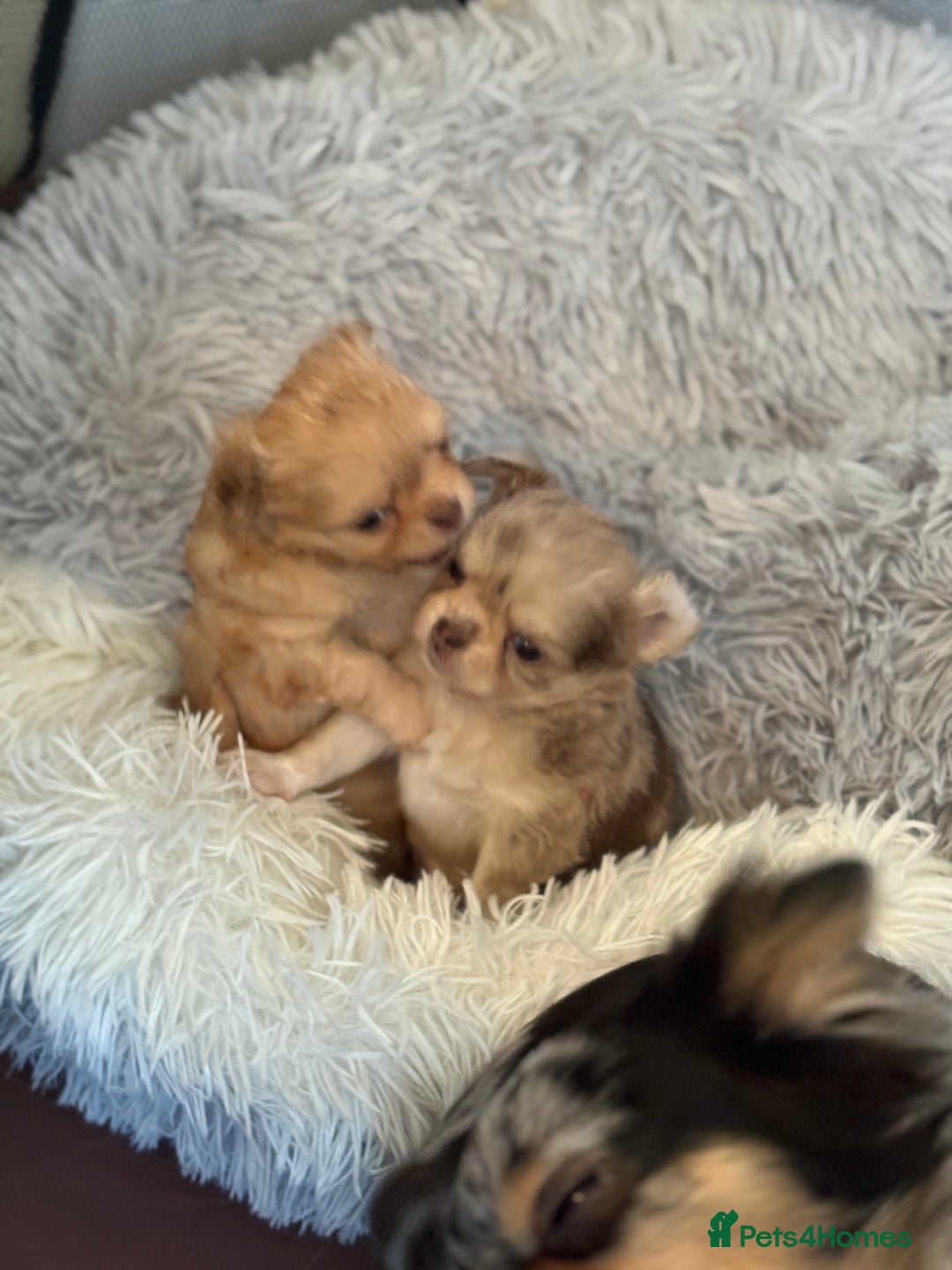 Chihuahua dogs for sale: Merle chihuahua boy  - Advert 4