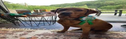 Labrador Retriever dogs for sale: Fox Red Labrador Puppies  - Advert 12