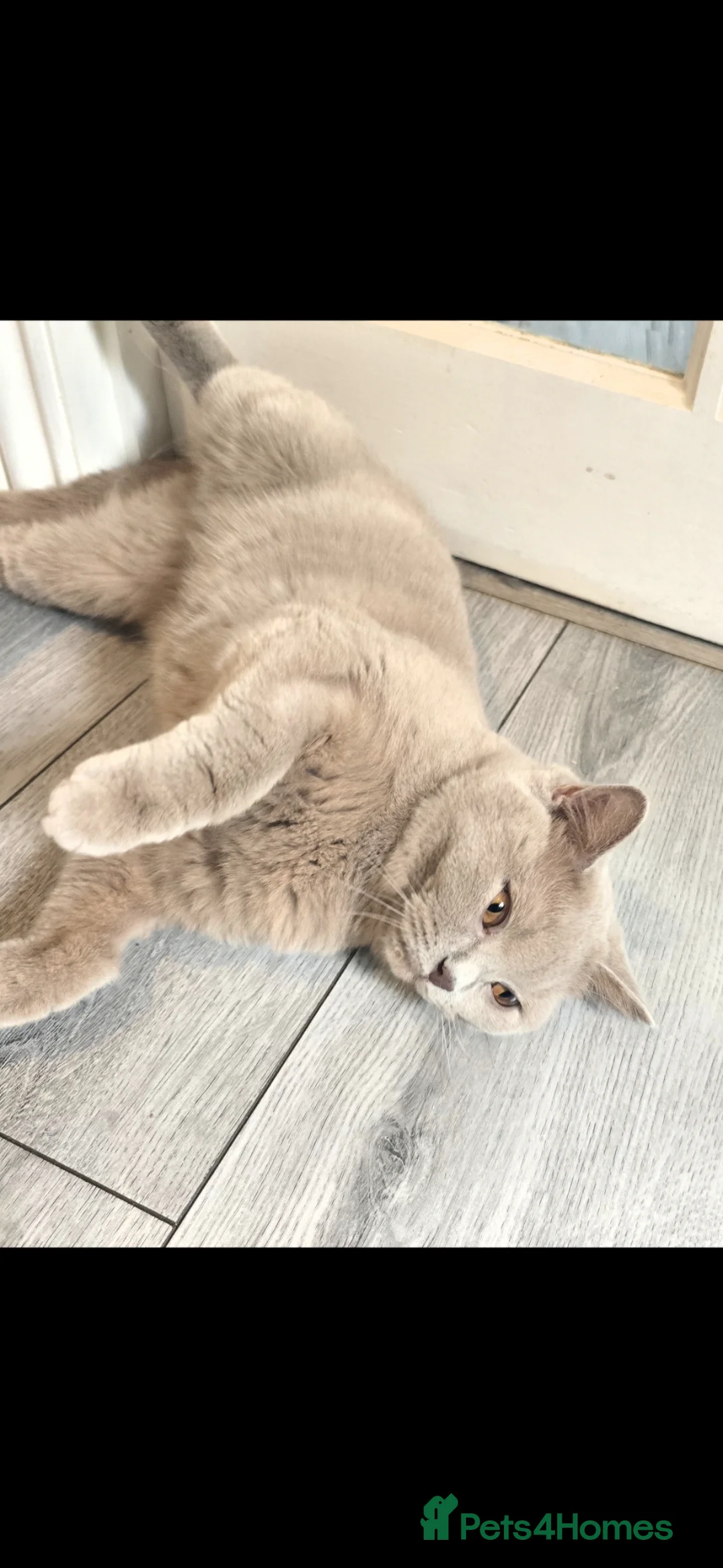 British Shorthair cats for sale: Beautiful lilac british-shorthair girl - Advert 2