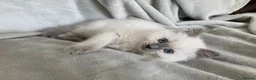 Ragdoll cats for sale: Beautiful Ragdoll Kittens - Advert 7