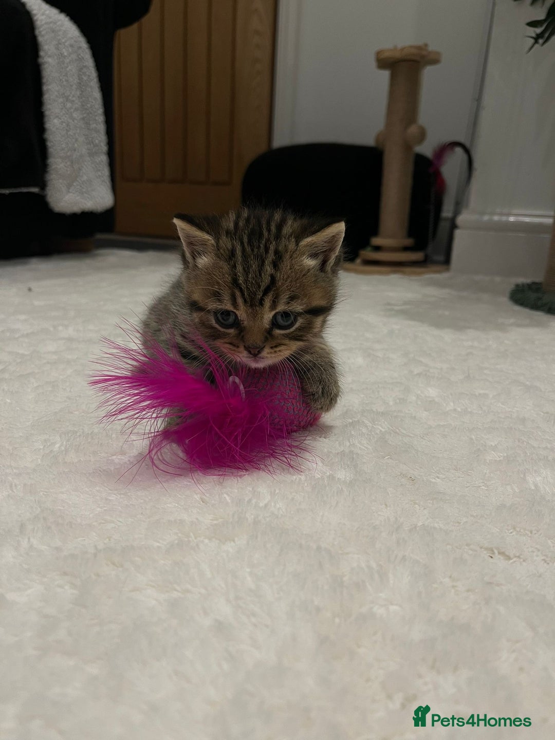 British Longhair cats for sale: Scottish Straights Longhair and Shorthair - Image 5