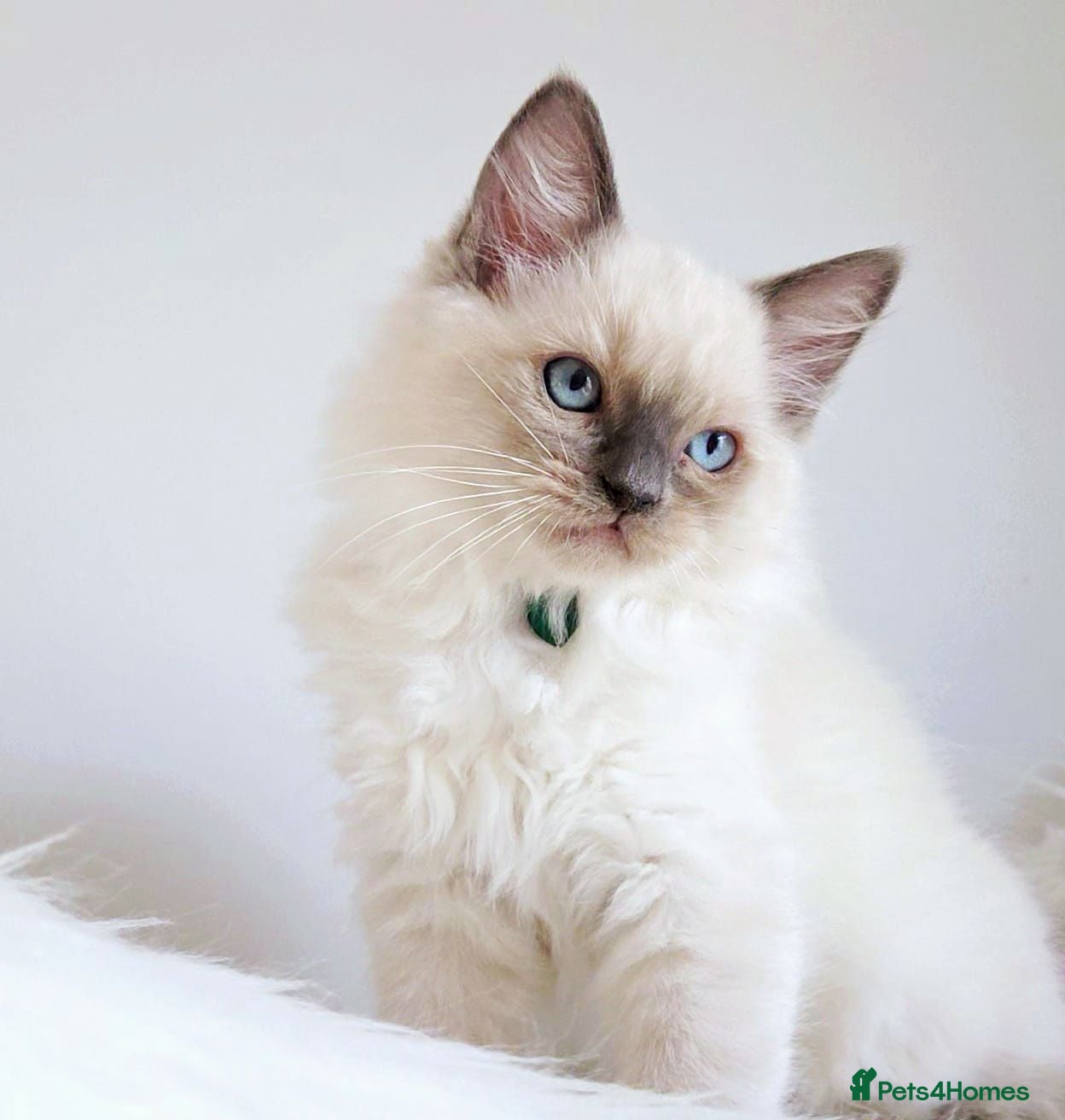 Ragdoll cats £ 450 LAST BOY😻💚PURE BEAUTIFUL RAGDOLL  - Advert 4