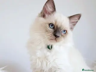 Ragdoll cats £ 450 LAST BOY😻💚PURE BEAUTIFUL RAGDOLL - Advert 4