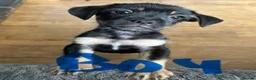 Mixed Breed dogs for sale: 3 males left, fully vaccinated pups - Advert 8