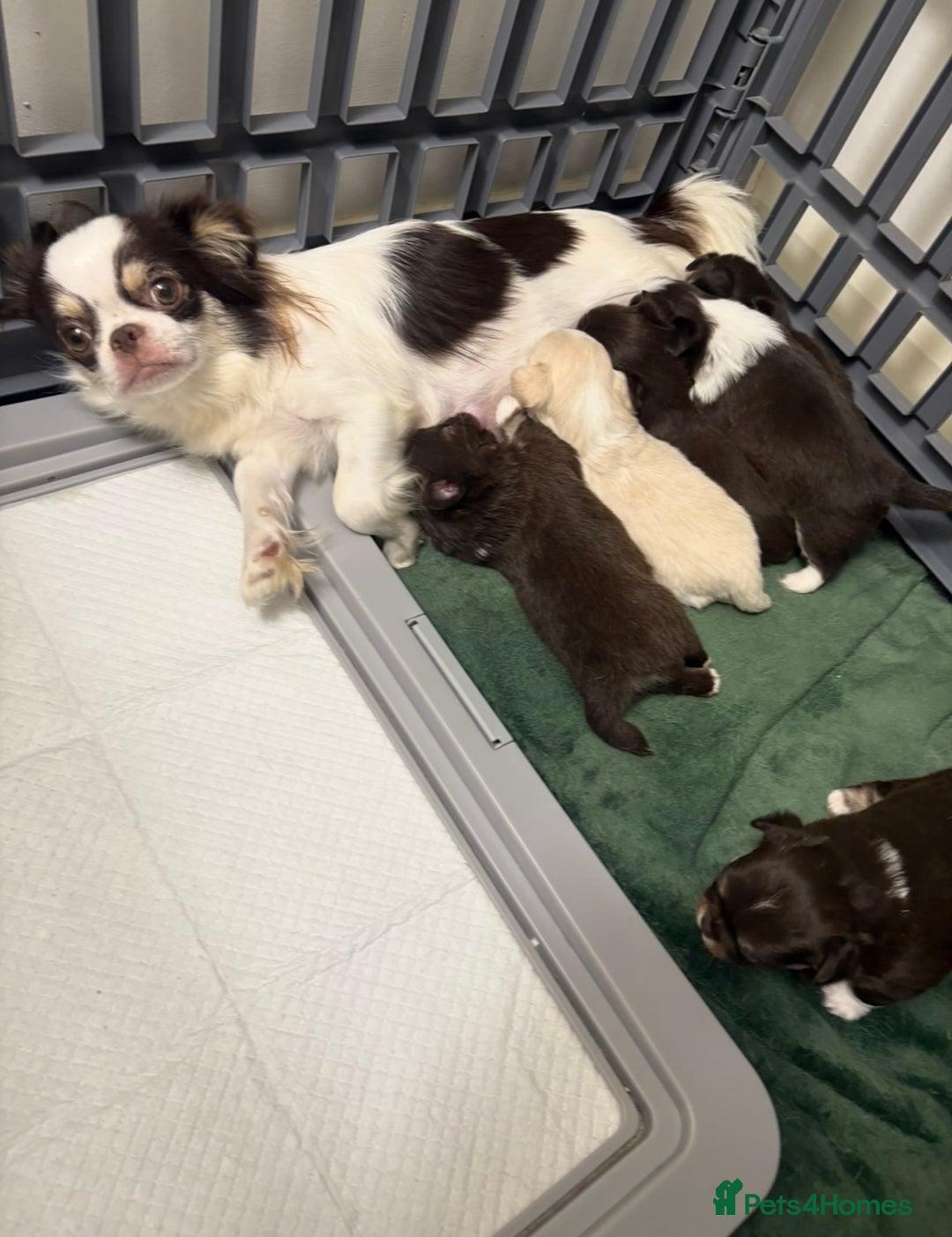 Chihuahua dogs for sale: CHIHUAHUA PUPPIES 🩵🩵 - Image 15