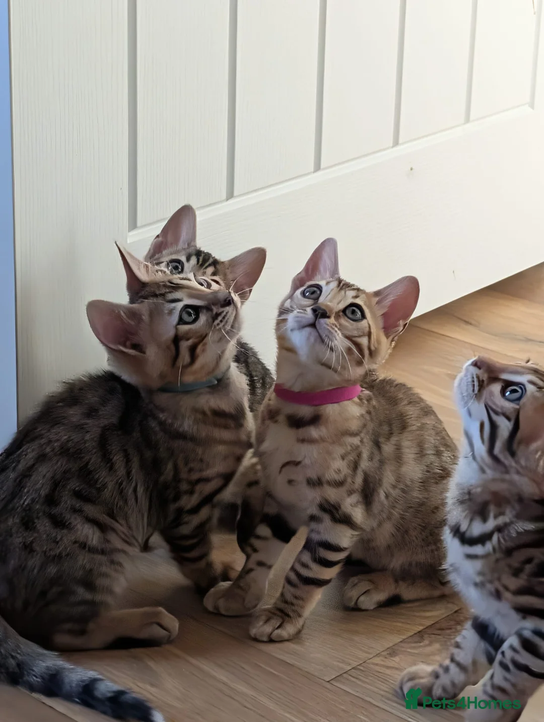 Bengal cats for sale: Pure Bengal kittens in Havant - Advert 2