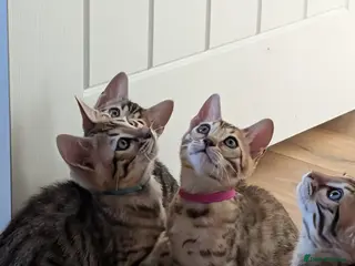 Bengal cats Pure Bengal kittens - Advert 1