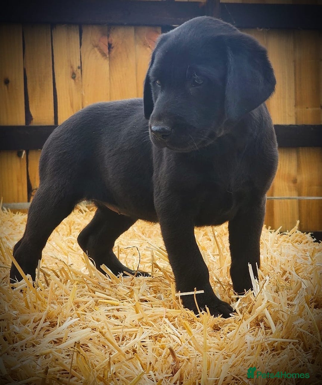 Labrador Retriever dogs for sale: Lovely litter of fox red and black Labrador pups - Image 6