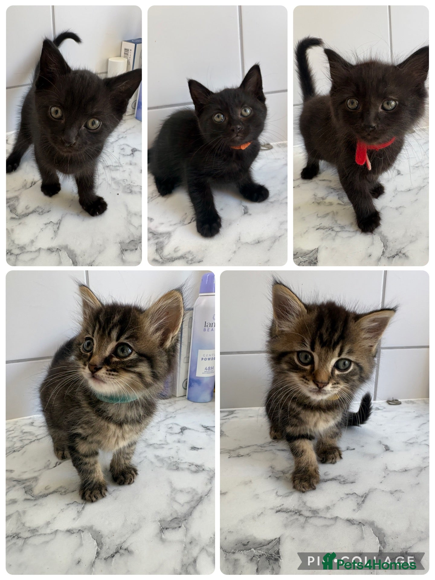 Mixed Breed cats Maine coon cross Rag doll litter  - Advert 1