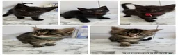 Mixed Breed cats for sale: Maine coon cross Rag doll litter  - Advert 1