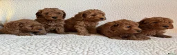 Cockapoo dogs for sale: F1b cockapoo puppies - DNA health test clear  - Advert 22