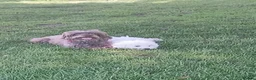 Havapoo dogs for sale: havapoo, beautiful puppies, 4 boys and 2 girls1200 - Advert 4