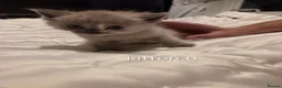 Ragdoll cats for sale: 7 beautiful ragdoll kittens available ♥️  - Advert 29