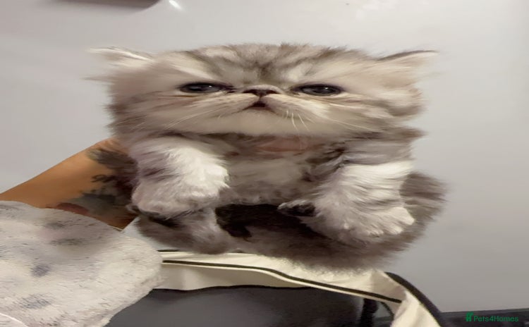Persian cats - Advert 1