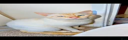 Siamese cats for sale: Siamese - Advert 3