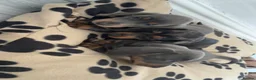 Dachshund dogs for sale: Beautiful Dachshund  in Nelson - Advert 3