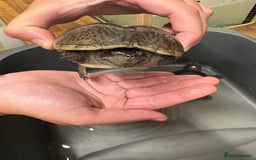 Turtle reptiles for sale: 2 male musk turtles - Image 4
