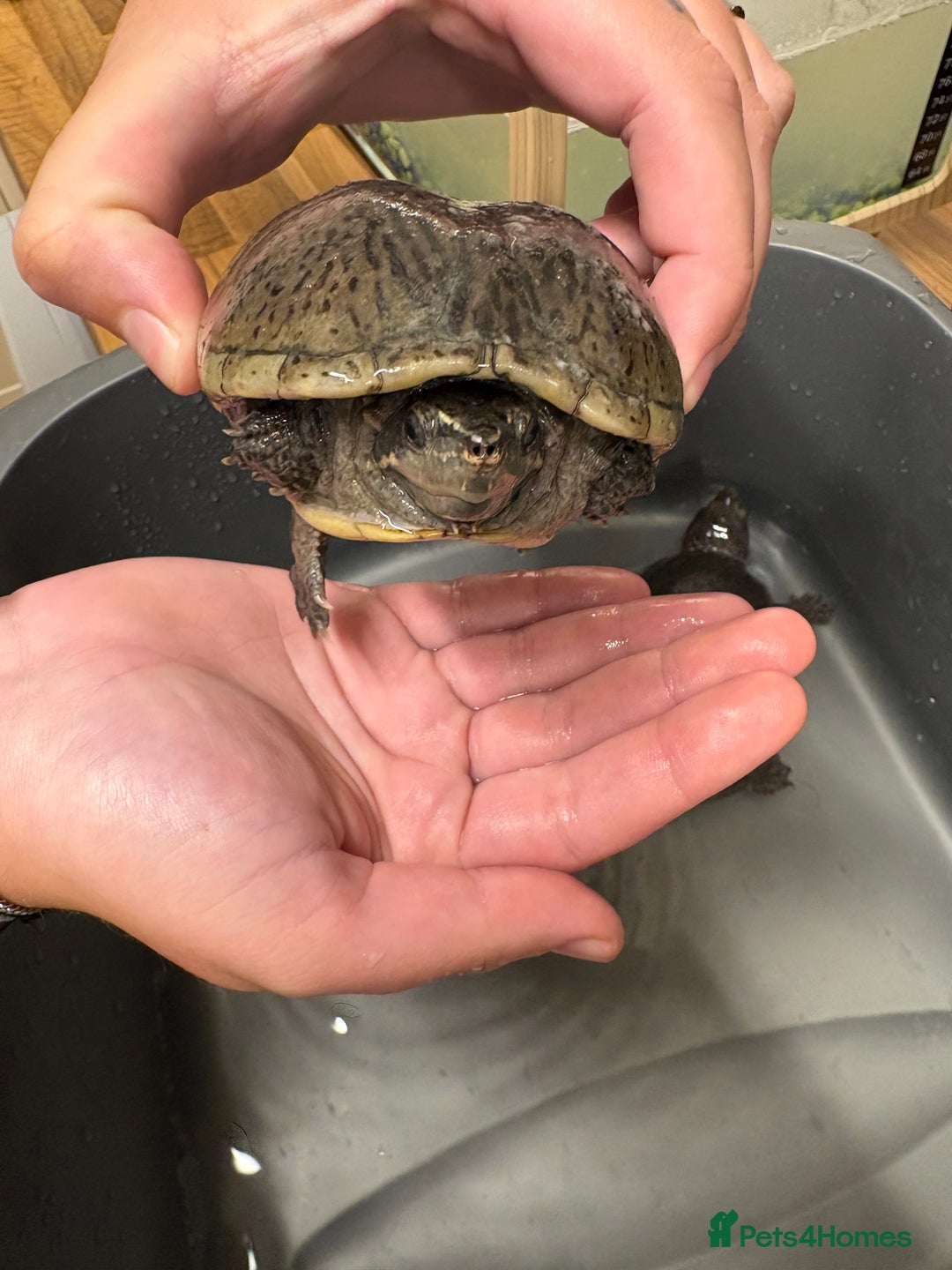 Turtle reptiles for sale: 2 male musk turtles - Image 4