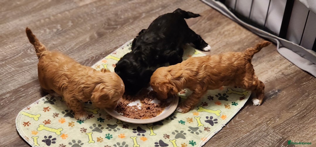 Lhasapoo dogs for sale: Female Lhasapoo for sale - Advert 7