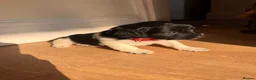 Jackapoo dogs for sale: Gorgeous Jackapoo puppies for sale  - Advert 14