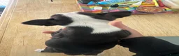Boston Terrier dogs for sale: Kc reg Stunning full collar Boston terriers  - Advert 8