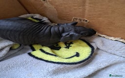 Guinea Pig rodents for sale: Baby Male Skinny Pigs For Sale  - Image 11