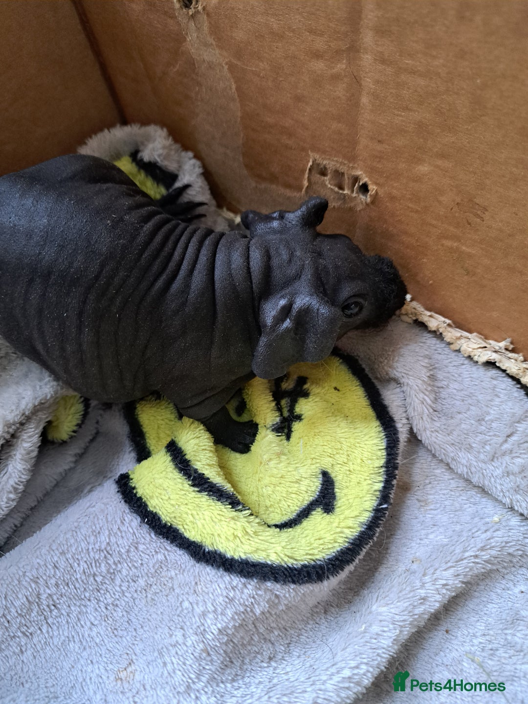 Guinea Pig rodents for sale: Baby Male Skinny Pigs For Sale  - Image 11