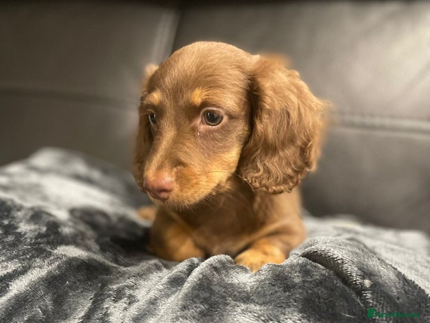 Miniature Dachshund dogs - Advert 7