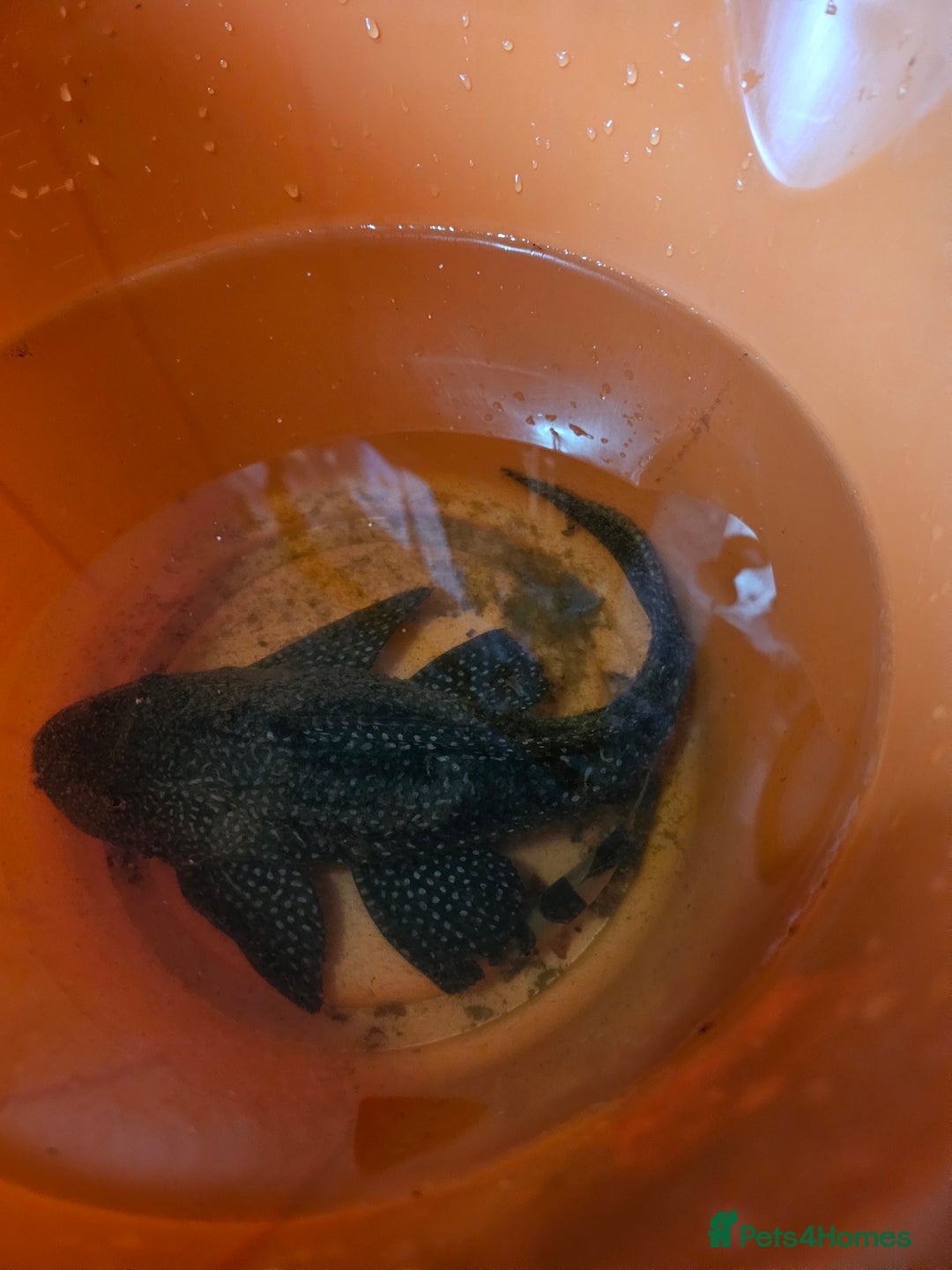 Plecos fish for sale: Sail Fin Pleco & Clown Roach - Advert 1