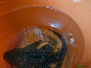 Plecos fish Sail Fin Pleco & Clown Roach - Advert 1