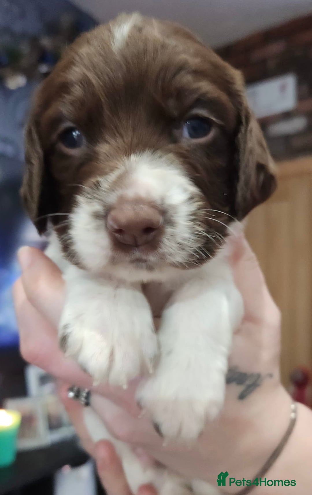 English Springer Spaniel dogs for sale: 9 gorgeous puppies looking for their forever homes - Advert 13