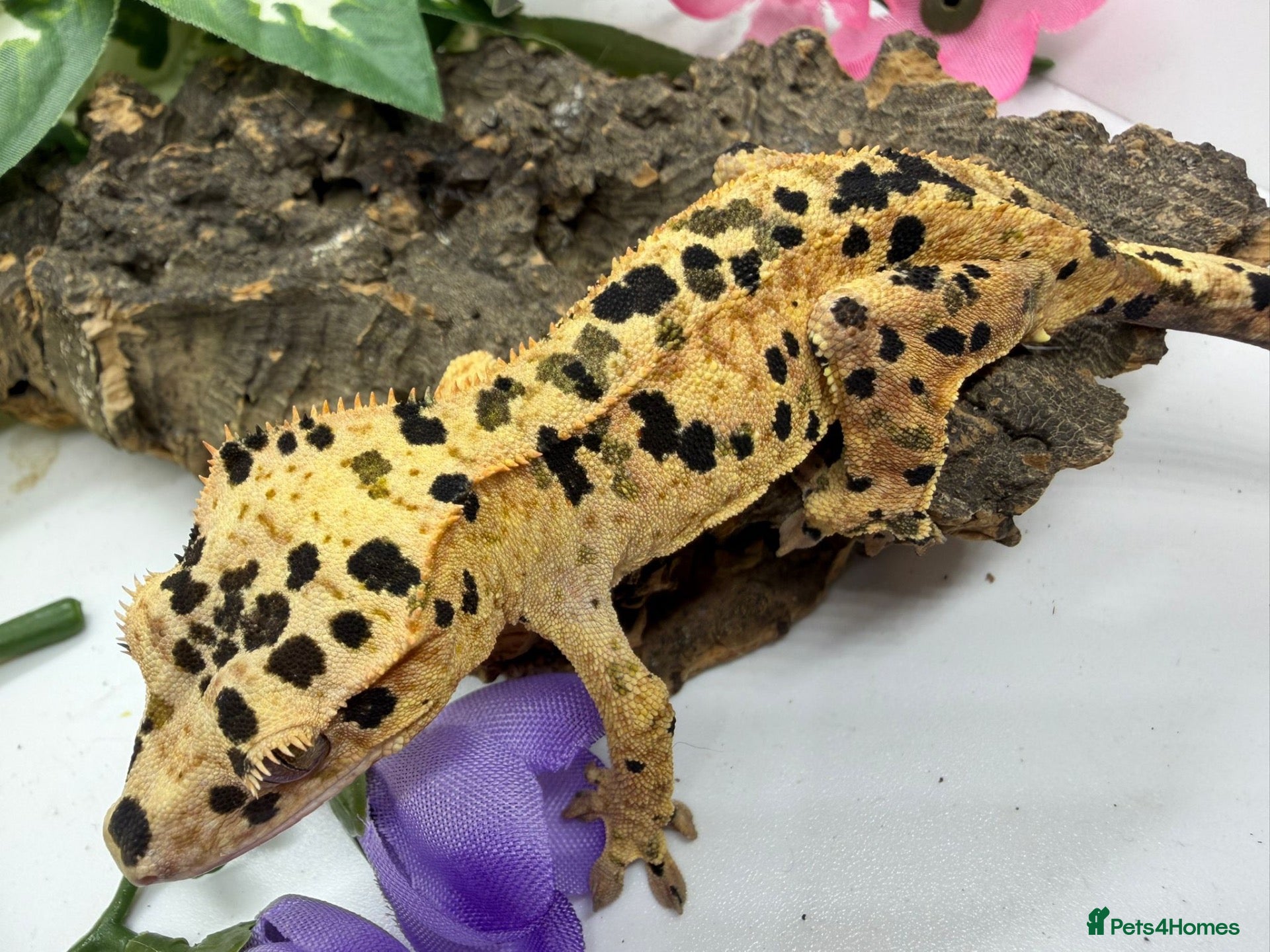 Gecko reptiles Crested Gecko Collection for sale  - Advert 1