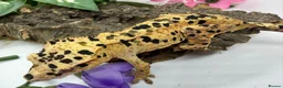 Gecko reptiles for sale: Crested Gecko Collection for sale  - Advert 1