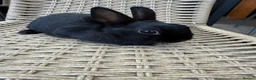 Netherland Dwarf rabbits for sale: 4 Adorable Dwarf Bunnies  - Advert 4