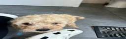 Cockapoo dogs for sale: Cockapoo puppy’s f1b  - Advert 13