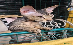 Siamese cats for sale: Beautiful Siamese x sphynx x kittens in Salisbury - Image 28