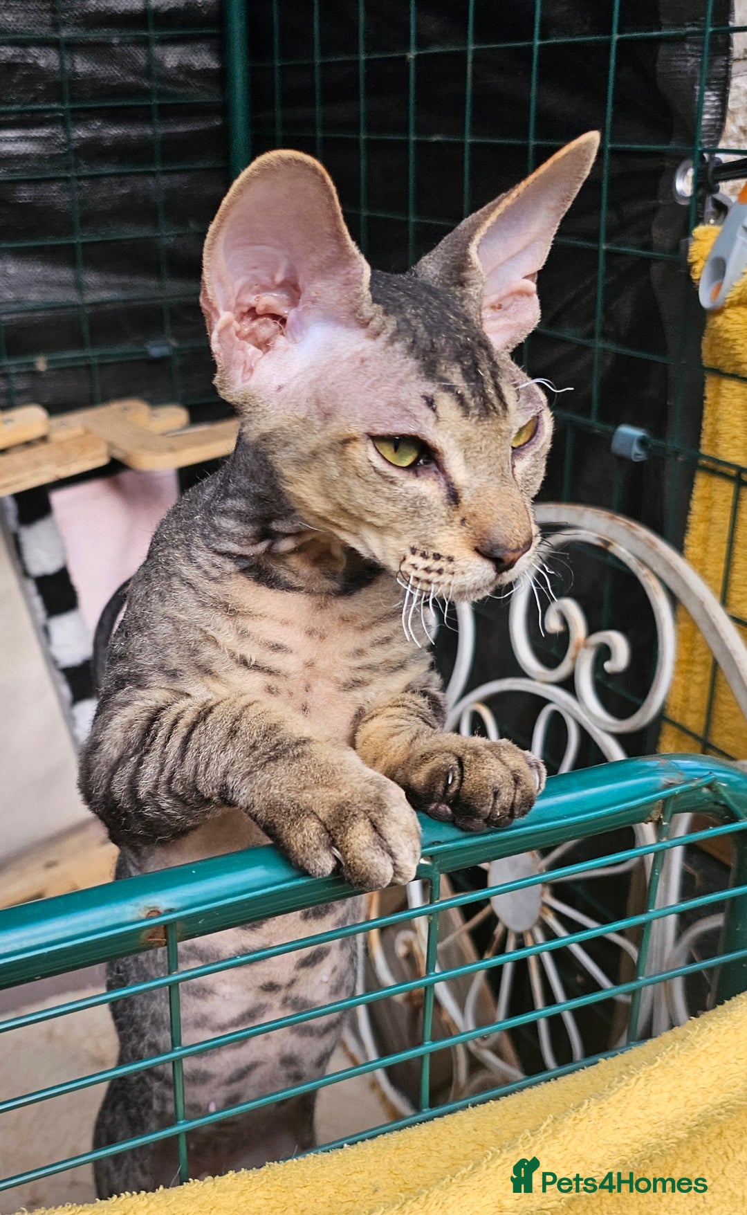 Siamese cats for sale: Beautiful Siamese x sphynx x kittens in Salisbury - Image 28