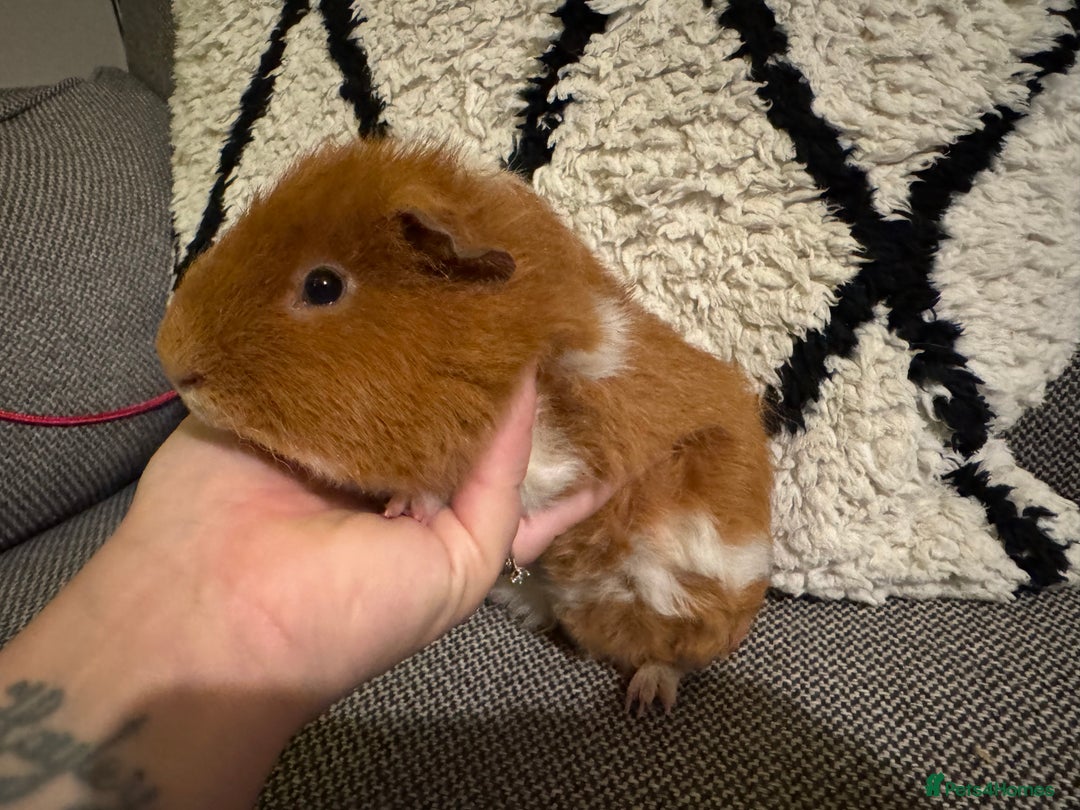 Guinea Pig rodents for sale: Gorgeous 6 month Teddy Guinea pig - Advert 4