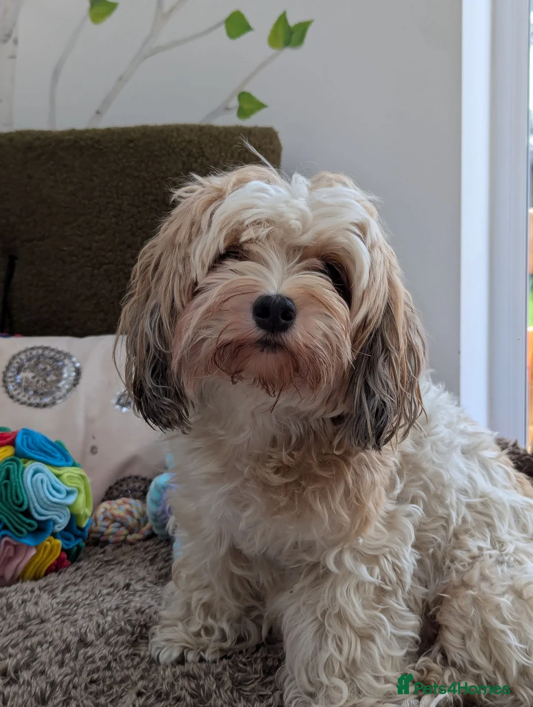 Havanese dogs for sale: Adorable Havanese Puppy Boy Available - Advert 2