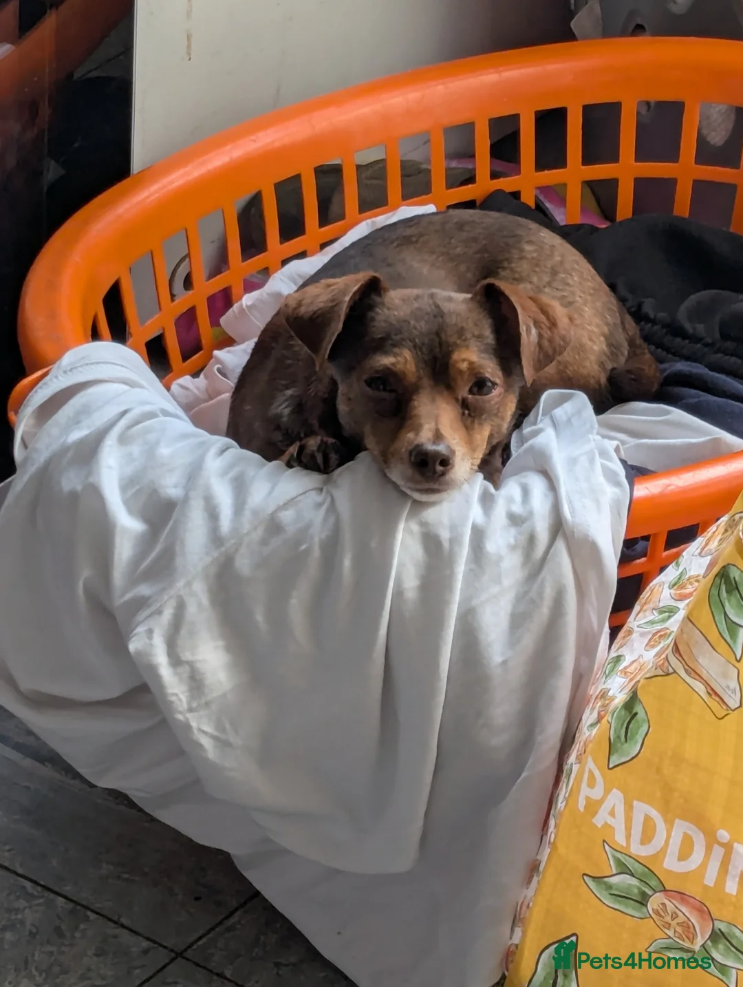 Mixed Breed dogs for sale: Girls  in Felixstowe - Advert 2