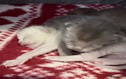 Burmese cats for sale: GCCF-Home raised-BurmeseKittens ready mid December - Image 6