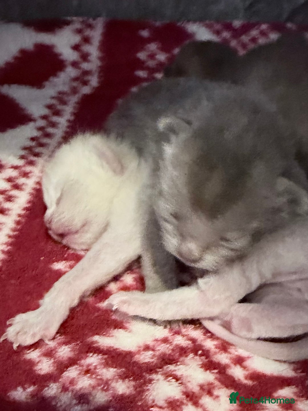 Burmese cats for sale: GCCF-Home raised-BurmeseKittens ready mid December - Image 6