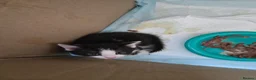 Domestic Shorthair cats for sale: Domestic shorthair male in Prenton - Advert 3