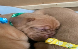 Dogue De Bordeaux dogs for sale: Beautiful chunky ddb puppies  - Image 3