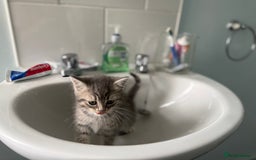 Persian cats for sale: Stunning half Exotic Persian kittens for sale.  - Image 16