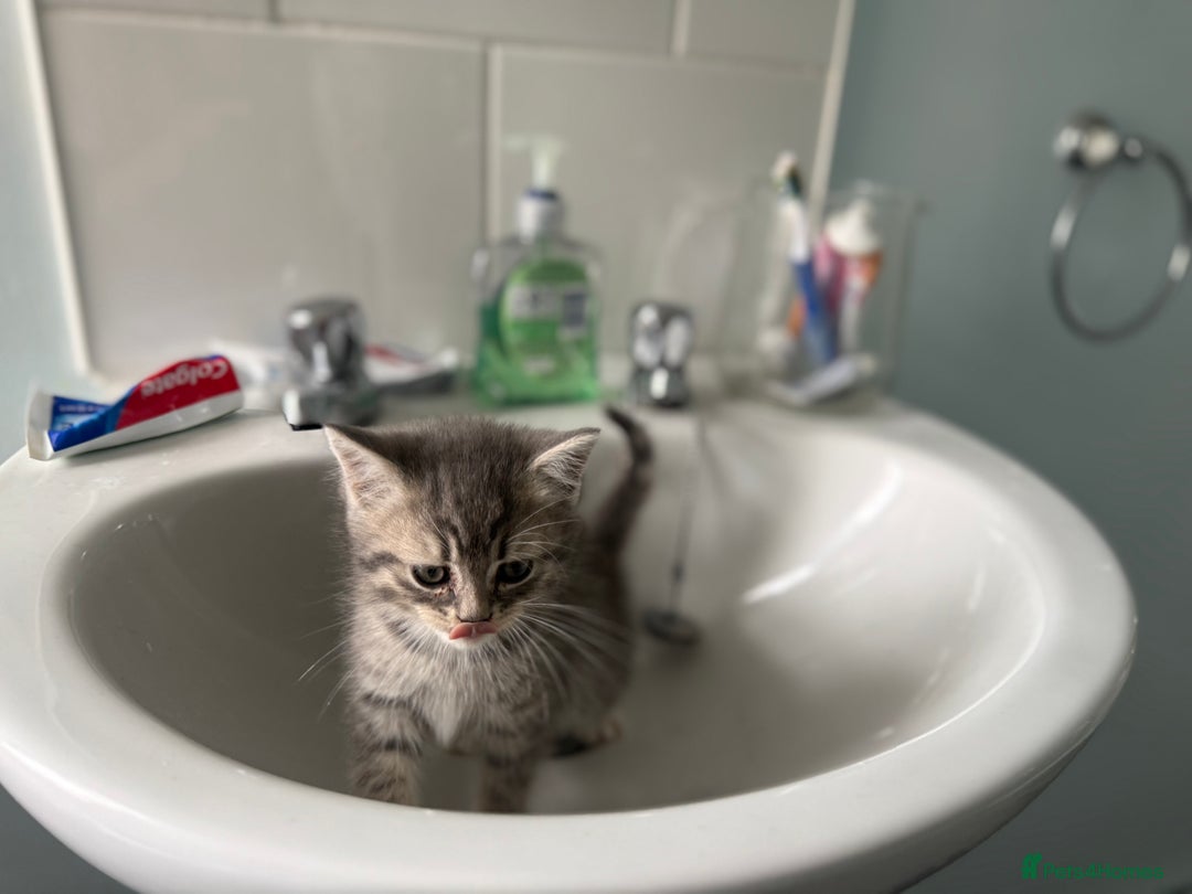 Persian cats for sale: Stunning half Exotic Persian kittens for sale.  - Image 16