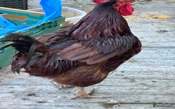 Chickens poultry for sale: Large cockerel / rooster -black copper maran - Image 4