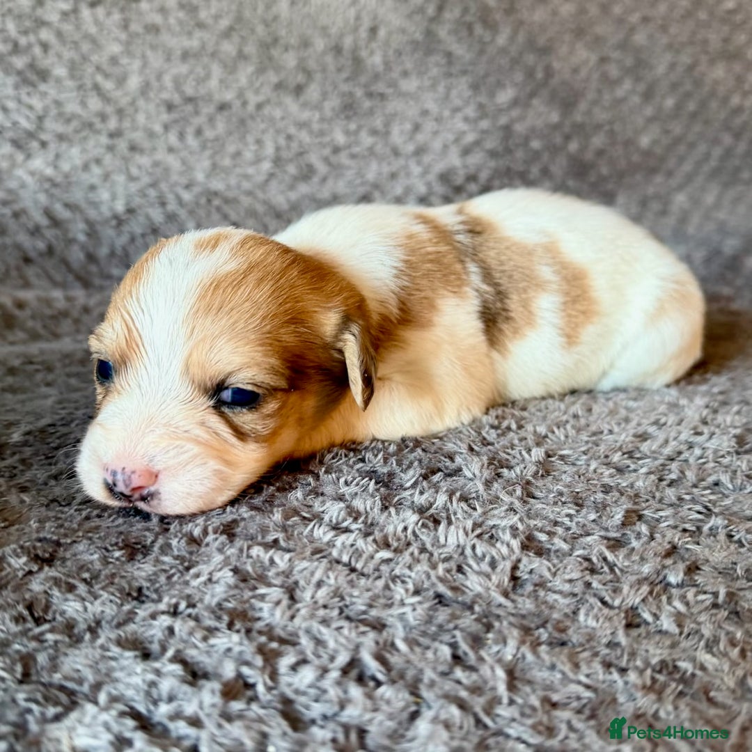 Mixed Breed dogs for sale: Merle Cockachon Teddy Bears - Advert 4