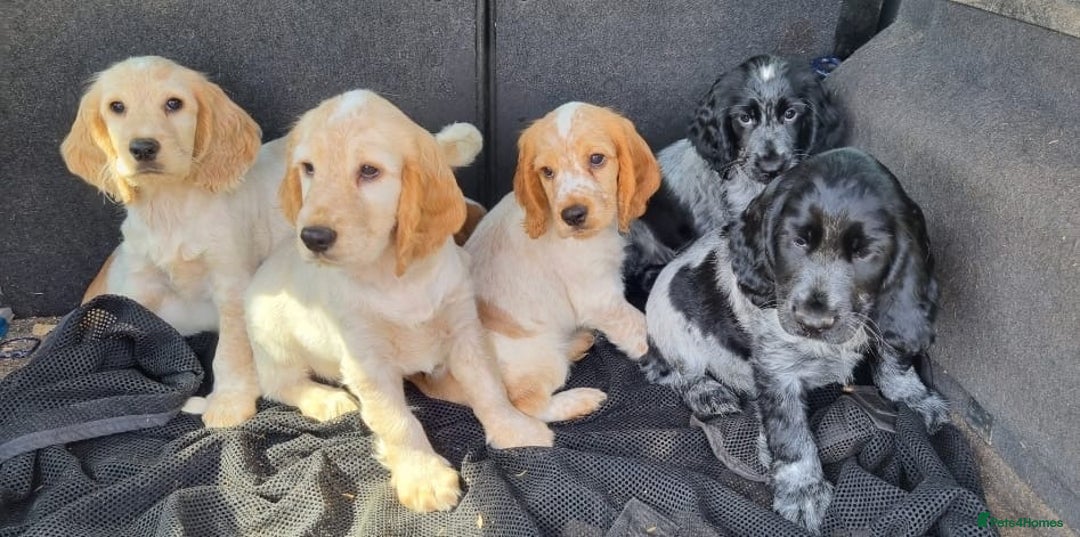 Cocker Spaniel dogs for sale: Orange & Blue Roan Show Cockers - Image 3